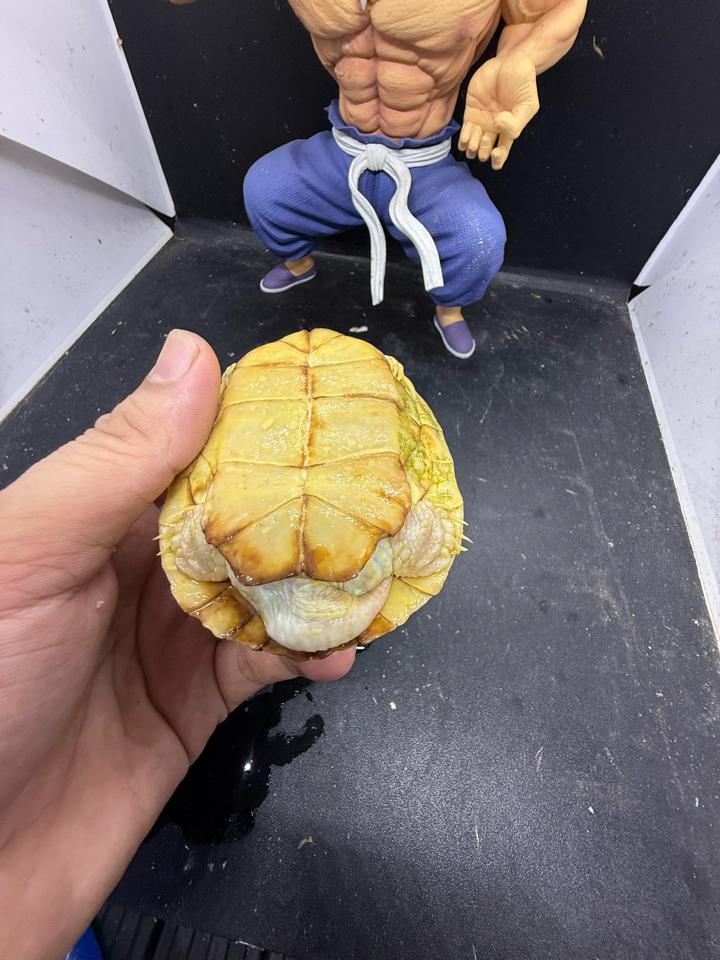 Tai đỏ albino đực size 10, full nét-duoc-ban-tai-Thế Giới Rùa Cảnh