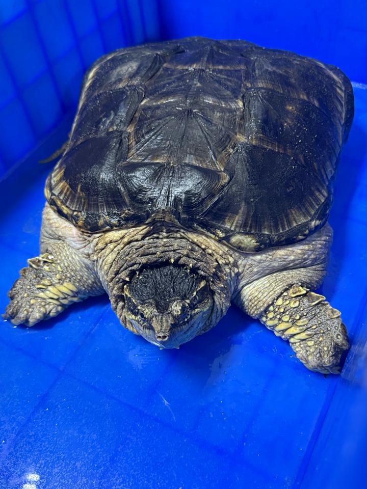 Comxflo gen trội, đực size 29-30, full từ A-Z-duoc-ban-tai-Thế Giới Rùa Cảnh