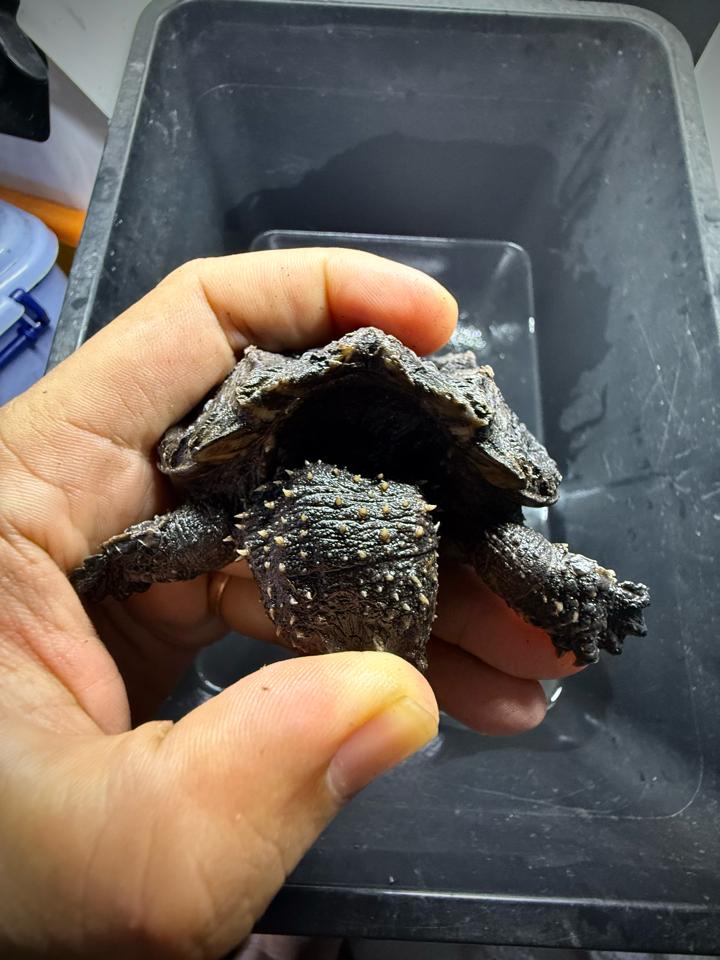 [Sẵn] Hybrid 1.0 size 10, than đen, full nét từ A-Z-duoc-ban-tai-Thế Giới Rùa Cảnh