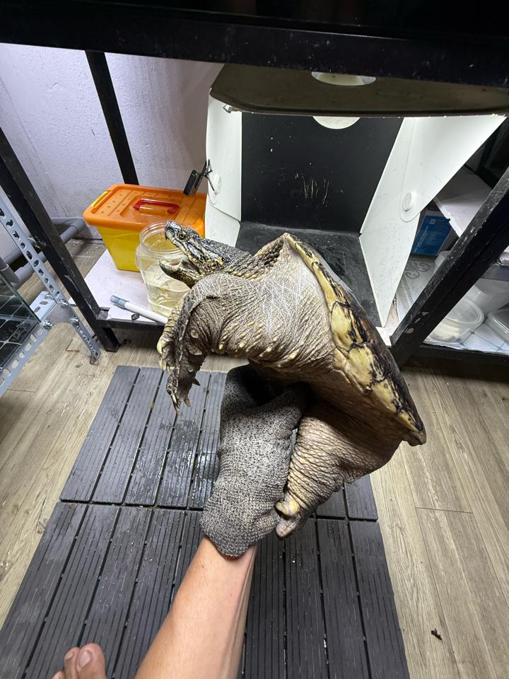 Com thuần size 25, đực, tay siêu to, mòn đuôi-duoc-ban-tai-Thế Giới Rùa Cảnh