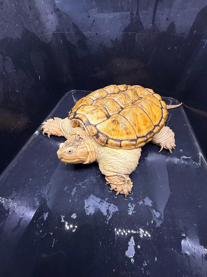 Hypo VIP size 15, full nét-duoc-ban-tai-Thế Giới Rùa Cảnh