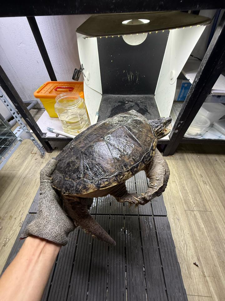 Com thuần size 25, đực, tay siêu to, mòn đuôi-duoc-ban-tai-Thế Giới Rùa Cảnh