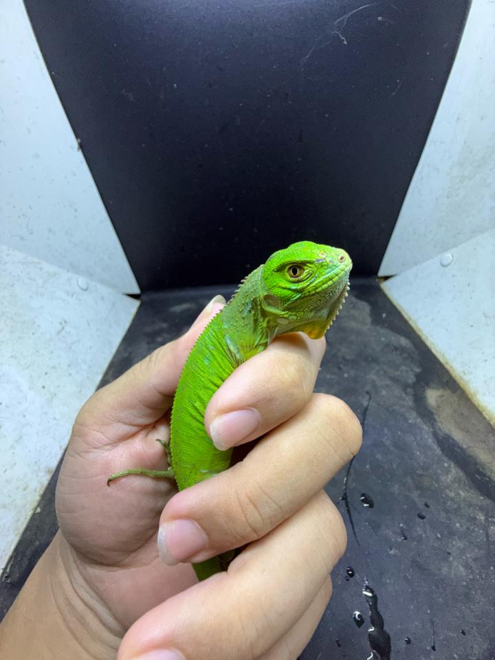 Iguana green size 3x-duoc-ban-tai-Thế Giới Rùa Cảnh