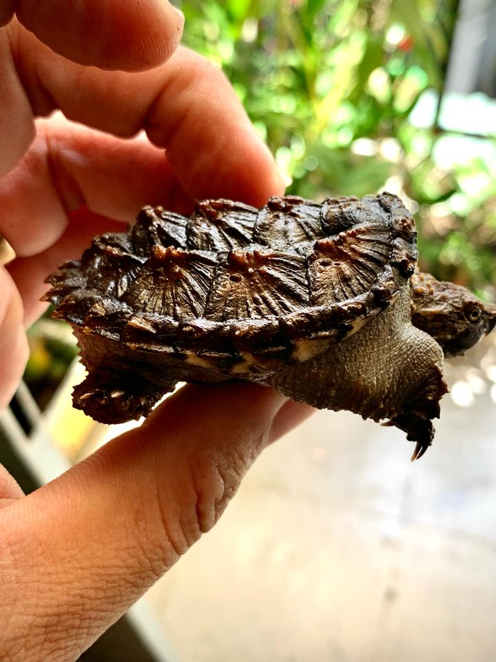 Florida VIP size 7, gai dựng, mặt ác, gãy 1 móng đang ra lại u-duoc-ban-tai-Thế Giới Rùa Cảnh