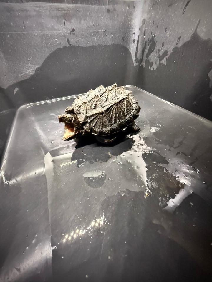 [Sẵn] Hybrid 1.0 size 10, than đen, full nét từ A-Z-duoc-ban-tai-Thế Giới Rùa Cảnh