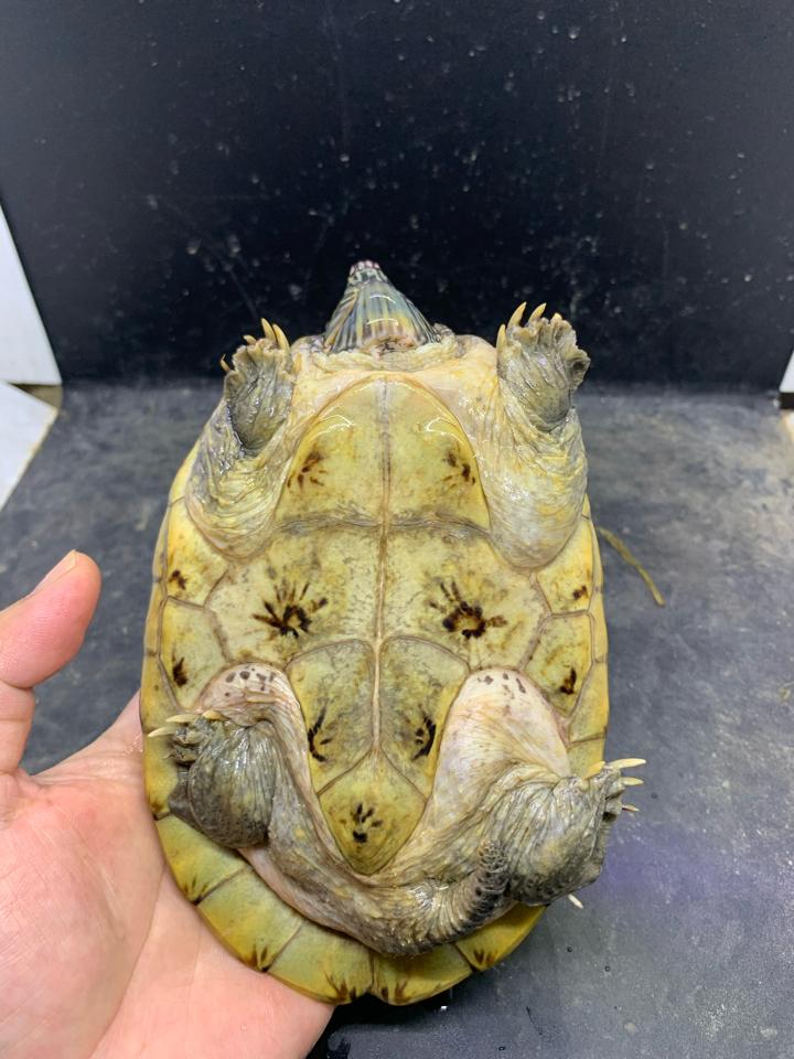 Mexican giant musk size 17, gãy 2 móng-duoc-ban-tai-Thế Giới Rùa Cảnh