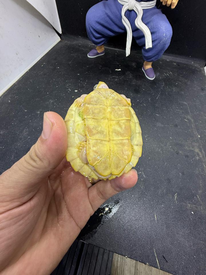 Tai đỏ paradox size 7-8, tỉ lệ đực cao, móng dài, full-duoc-ban-tai-Thế Giới Rùa Cảnh