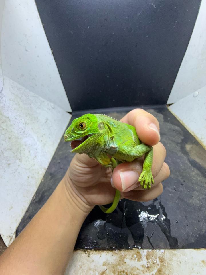 Iguana green size 3x-duoc-ban-tai-Thế Giới Rùa Cảnh