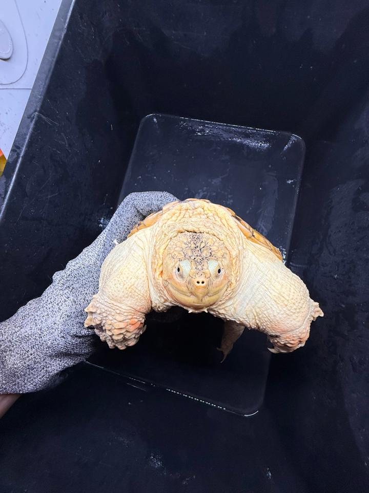 Hypo VIP size 15, full nét-duoc-ban-tai-Thế Giới Rùa Cảnh