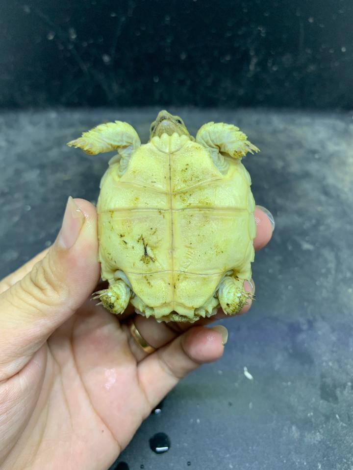 Sulcata size 5-6-duoc-ban-tai-Thế Giới Rùa Cảnh