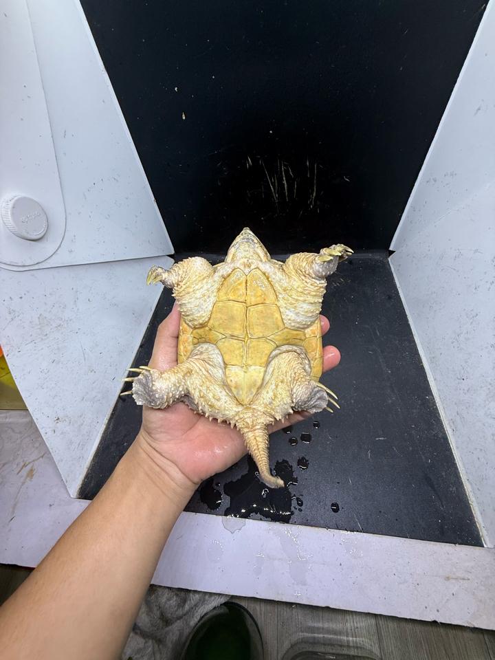 Comxflo fullgold size 14, gãy nửa móng, mai có vết xẹo nấm cũ đã lành từ lâu-duoc-ban-tai-Thế Giới Rùa Cảnh