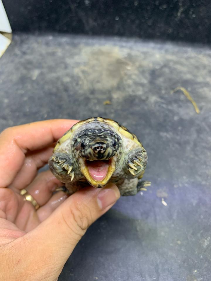 Mexican giant musk size 9-duoc-ban-tai-Thế Giới Rùa Cảnh
