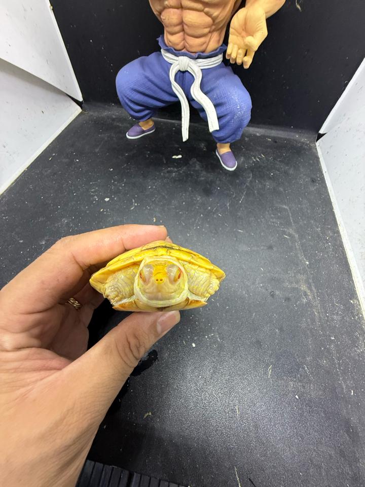 Tai đỏ albino đực size 10, full nét-duoc-ban-tai-Thế Giới Rùa Cảnh