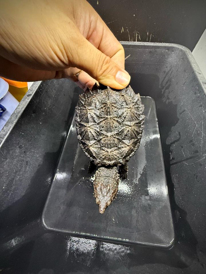 [Sẵn] Hybrid 1.0 size 10, than đen, full nét từ A-Z-duoc-ban-tai-Thế Giới Rùa Cảnh