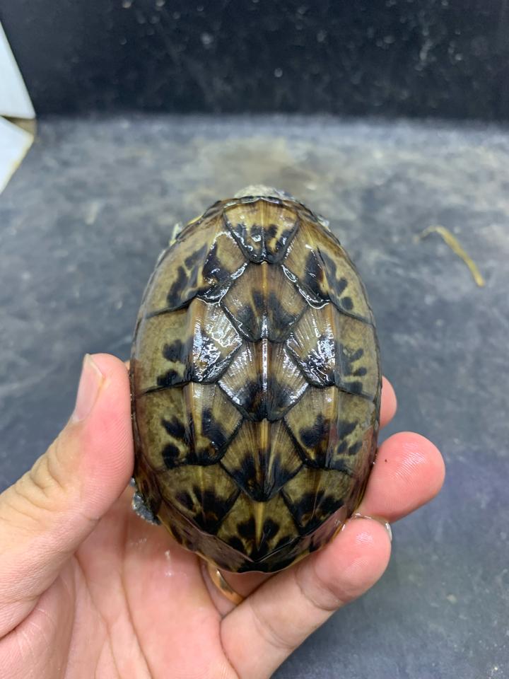 Mexican giant musk size 9-duoc-ban-tai-Thế Giới Rùa Cảnh