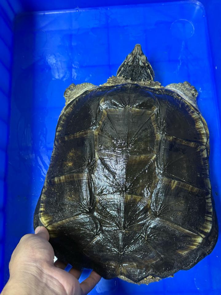 Comxflo gen trội, đực size 29-30, full từ A-Z-duoc-ban-tai-Thế Giới Rùa Cảnh