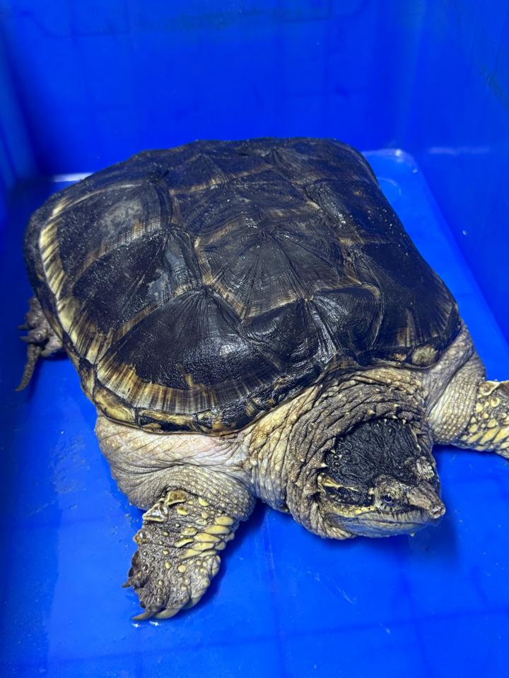 Comxflo gen trội, đực size 29-30, full từ A-Z-duoc-ban-tai-Thế Giới Rùa Cảnh