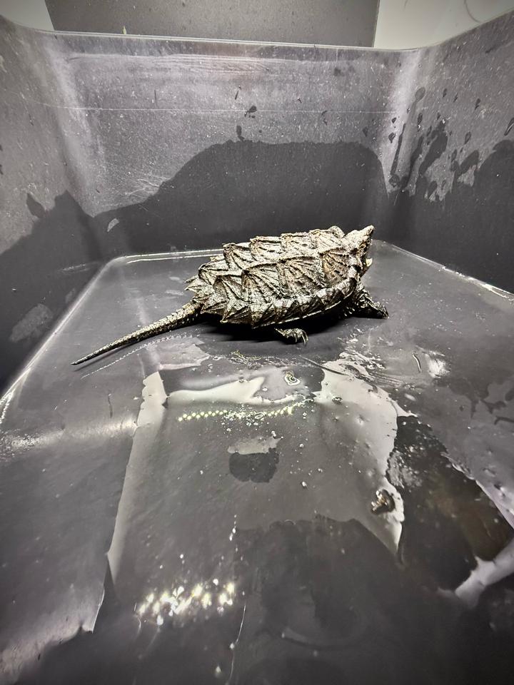 [Sẵn] Hybrid 1.0 size 10, than đen, full nét từ A-Z-duoc-ban-tai-Thế Giới Rùa Cảnh