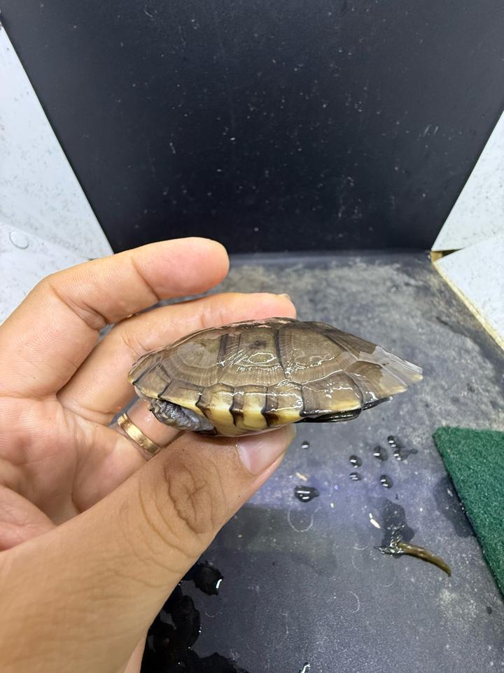 Mũ bảo hiểm size 7-8-duoc-ban-tai-Thế Giới Rùa Cảnh