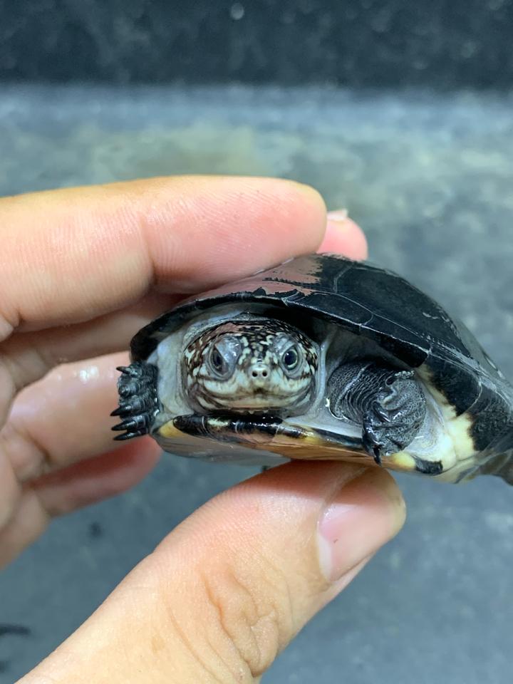 Bùn Okavango size 7-duoc-ban-tai-Thế Giới Rùa Cảnh