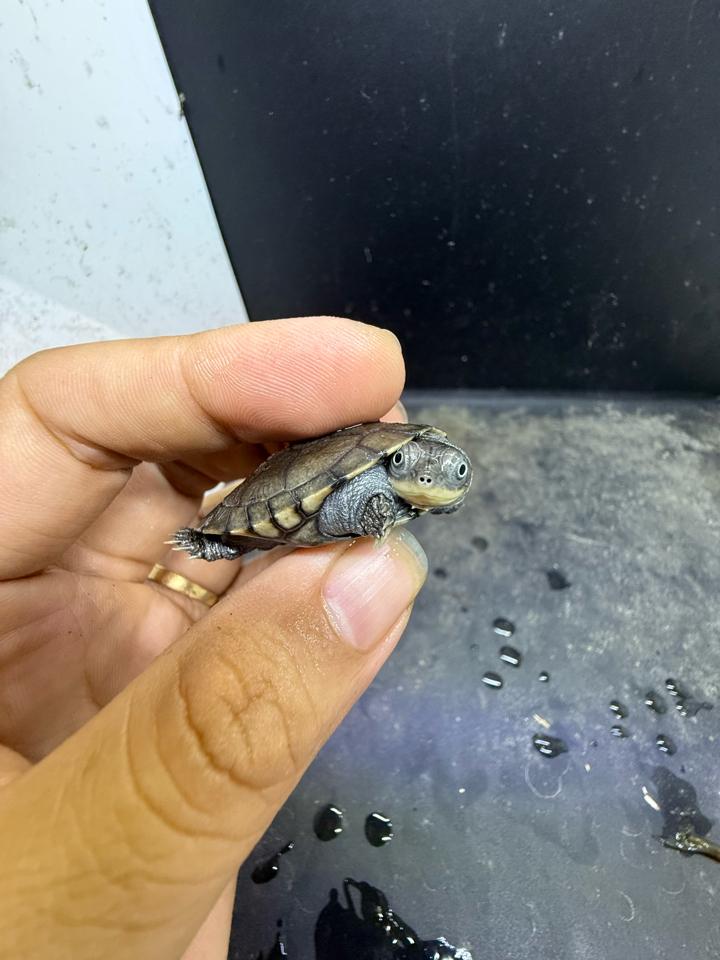 Mũ bảo hiểm size 4-5-duoc-ban-tai-Thế Giới Rùa Cảnh