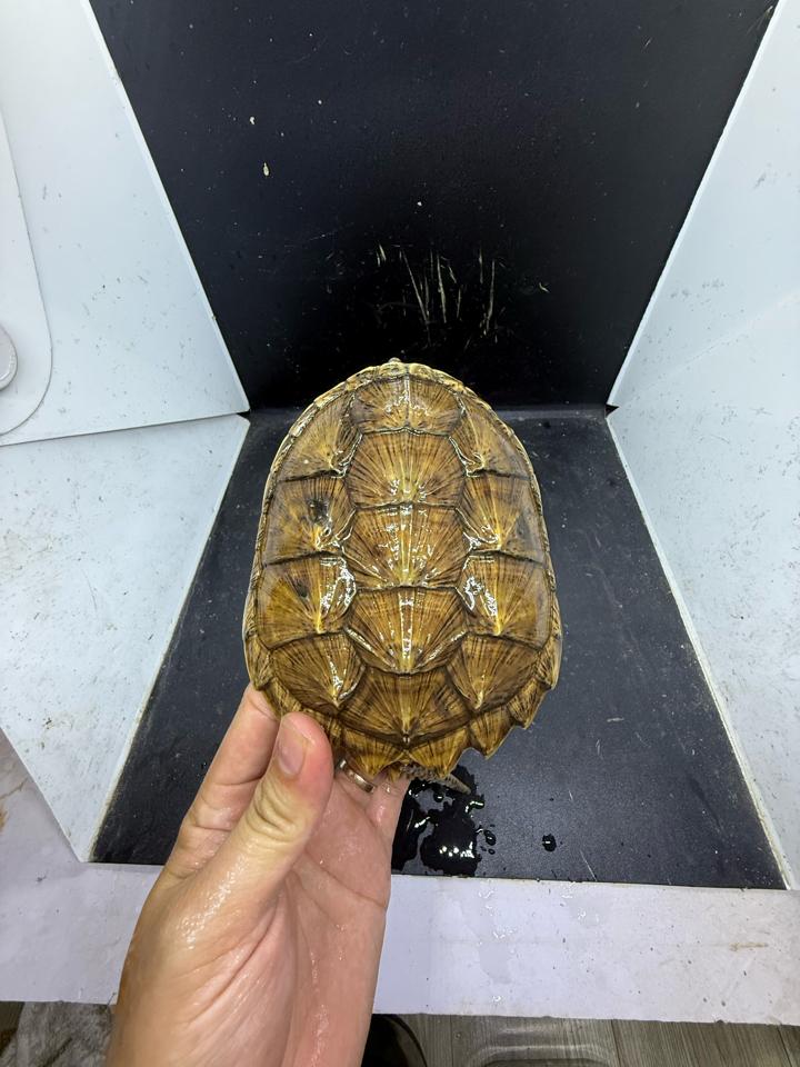 Comxflo fullgold size 14, gãy nửa móng, mai có vết xẹo nấm cũ đã lành từ lâu-duoc-ban-tai-Thế Giới Rùa Cảnh