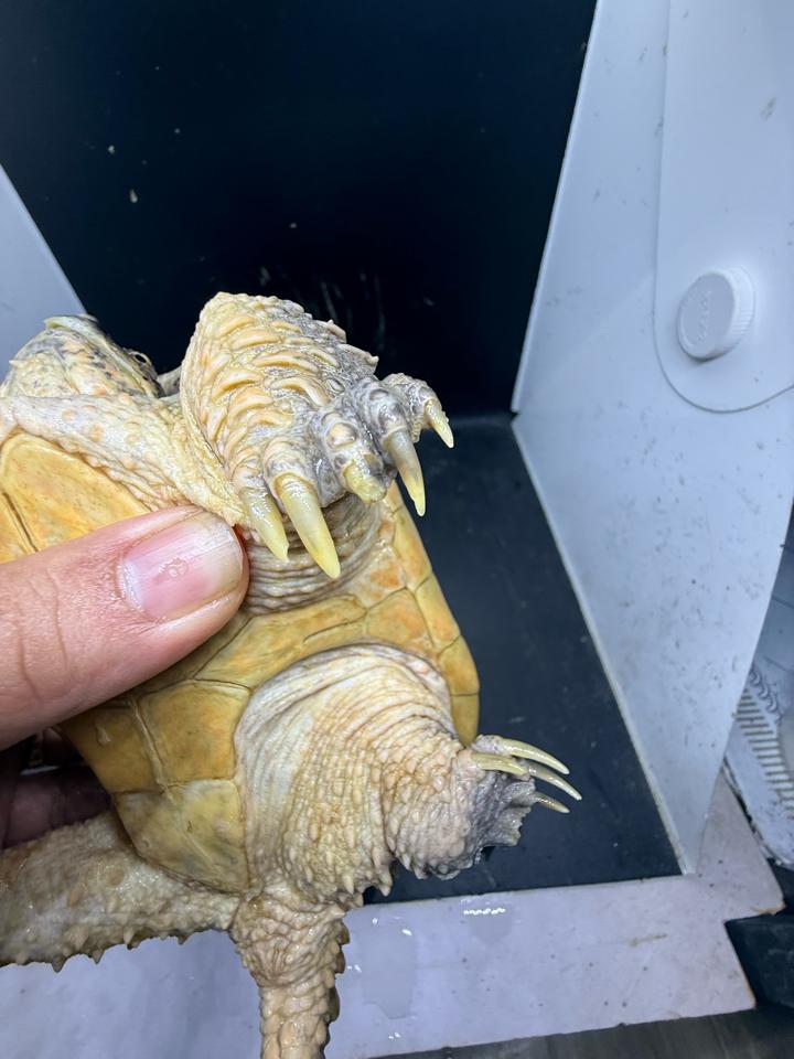 Comxflo fullgold size 14, gãy nửa móng, mai có vết xẹo nấm cũ đã lành từ lâu-duoc-ban-tai-Thế Giới Rùa Cảnh