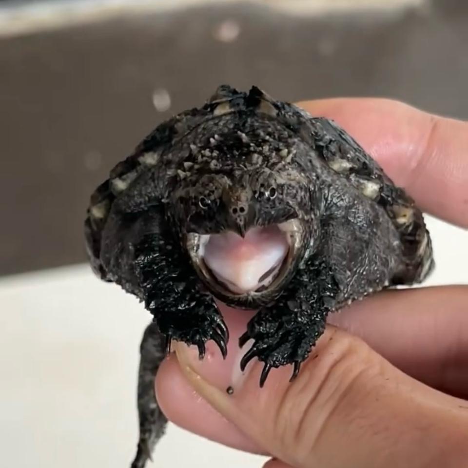 [Sẵn] MS6: Florida size 6-7, ib có clip-duoc-ban-tai-Thế Giới Rùa Cảnh