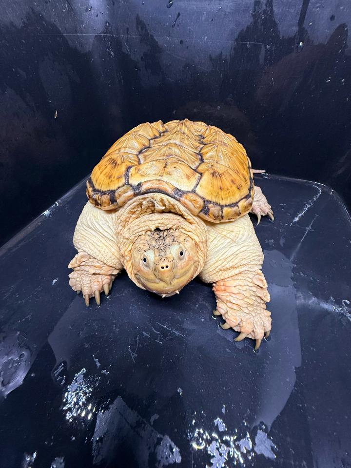 Hypo VIP size 15, full nét-duoc-ban-tai-Thế Giới Rùa Cảnh