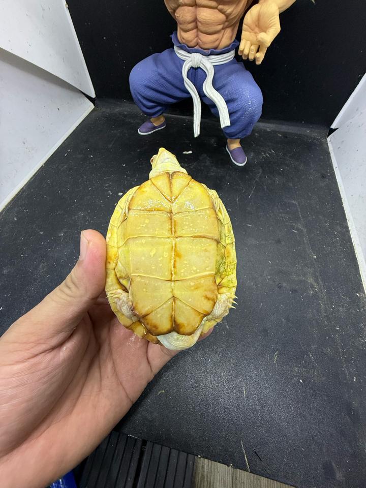 Tai đỏ albino đực size 10, full nét-duoc-ban-tai-Thế Giới Rùa Cảnh