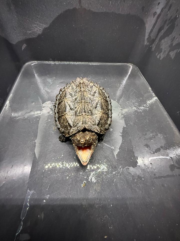 [Sẵn] Hybrid 1.0 size 10, than đen, full nét từ A-Z-duoc-ban-tai-Thế Giới Rùa Cảnh