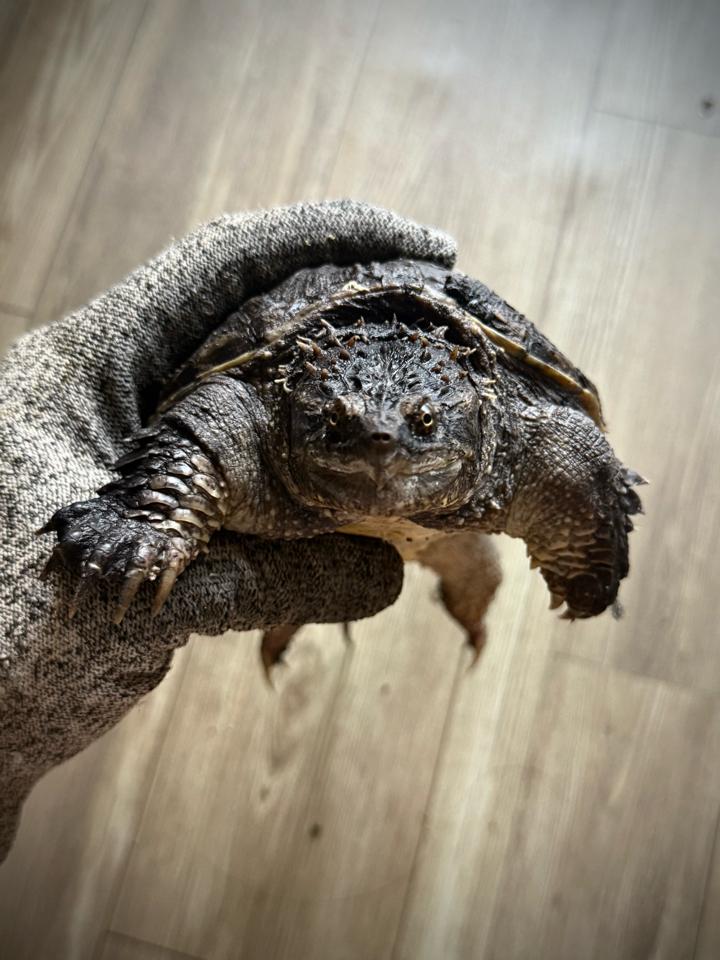 Florida size 14, mặt rắn, gai dài, full nét-duoc-ban-tai-Thế Giới Rùa Cảnh