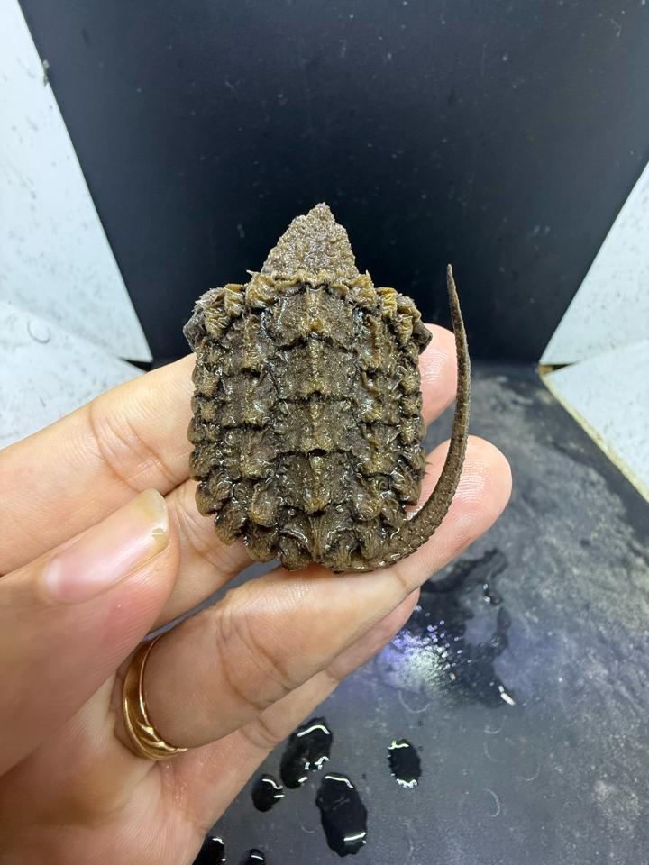 Ali size 4, rìa 3:4, full râu móng đuôi-duoc-ban-tai-Thế Giới Rùa Cảnh