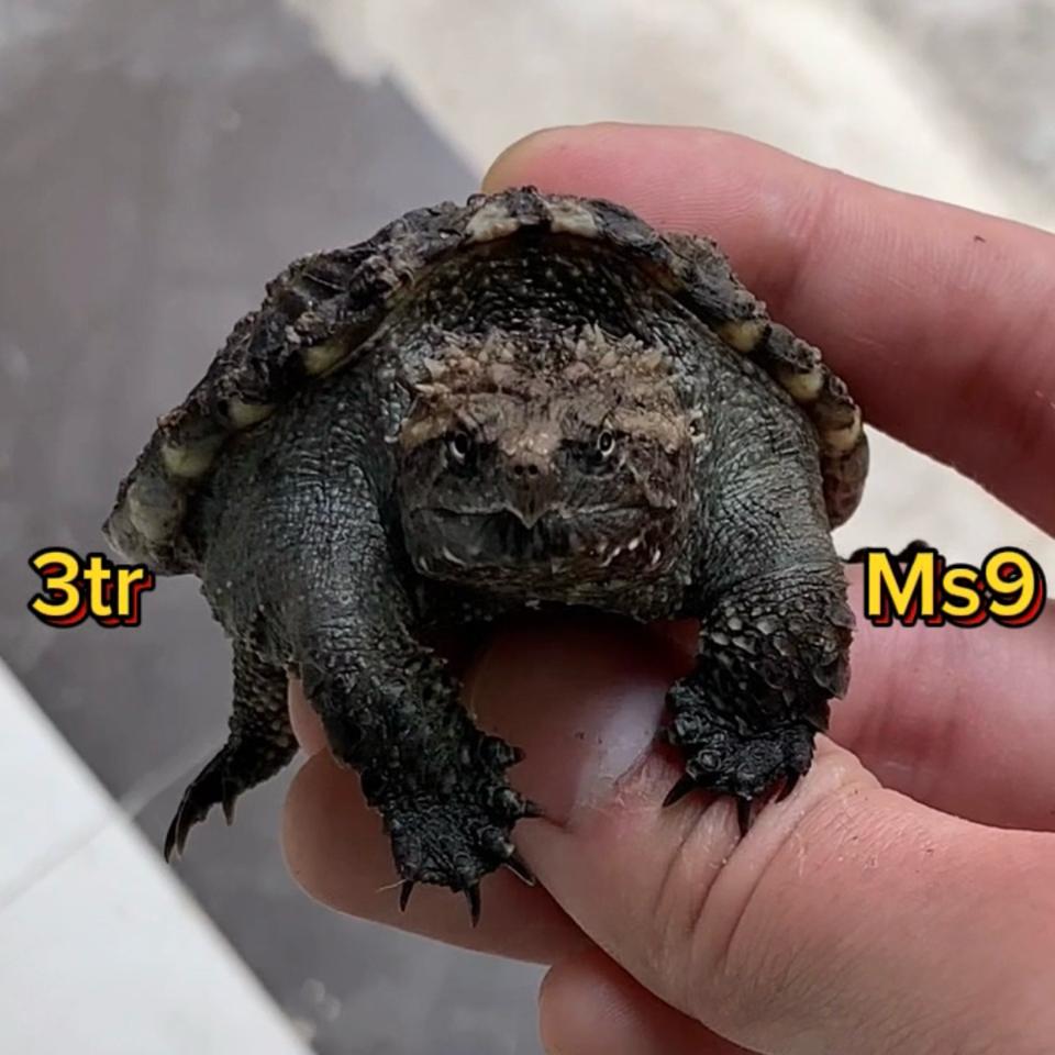 MS9: Florida VIP (ib xem clip)-duoc-ban-tai-Thế Giới Rùa Cảnh