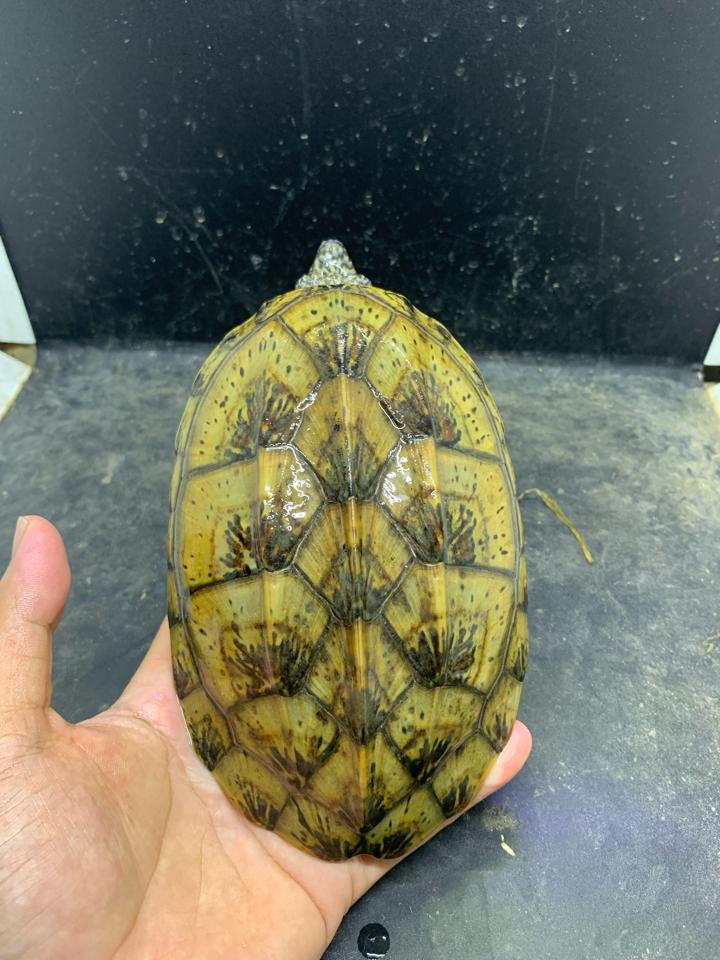 Mexican giant musk size 17, gãy 2 móng-duoc-ban-tai-Thế Giới Rùa Cảnh