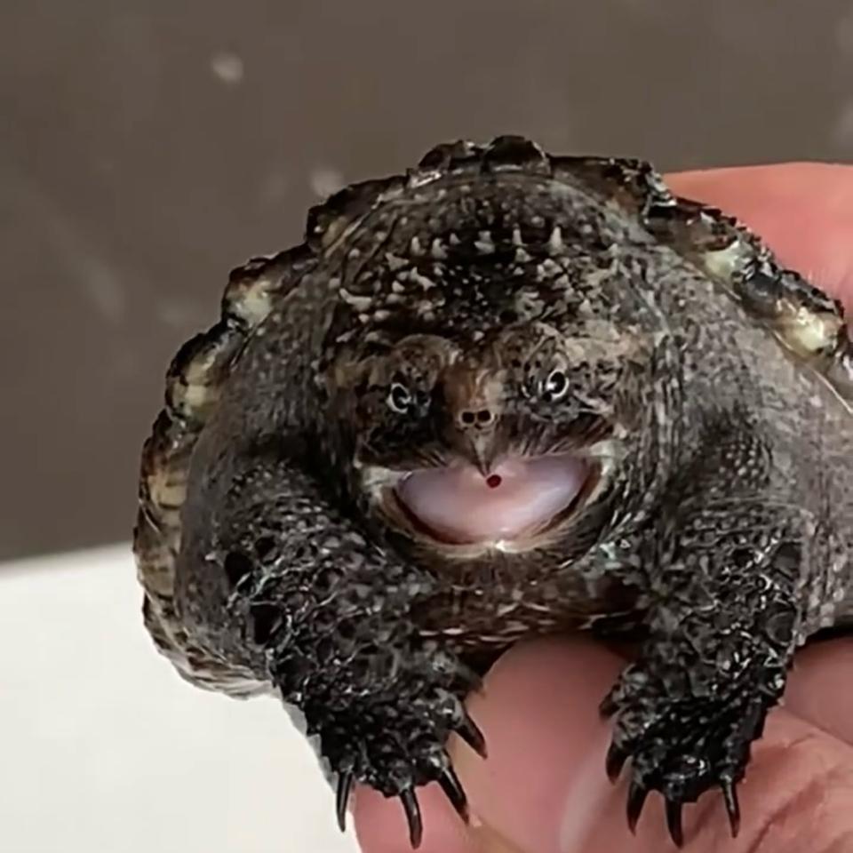 [Sẵn] MS7: Florida size 6-7, ib có clip-duoc-ban-tai-Thế Giới Rùa Cảnh