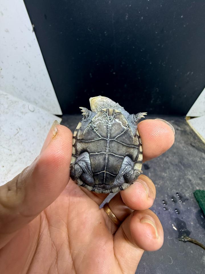 Mũ bảo hiểm size 4-5-duoc-ban-tai-Thế Giới Rùa Cảnh