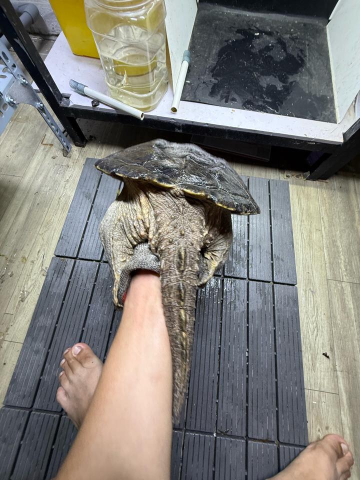 Com thuần size 25, đực, tay siêu to, mòn đuôi-duoc-ban-tai-Thế Giới Rùa Cảnh