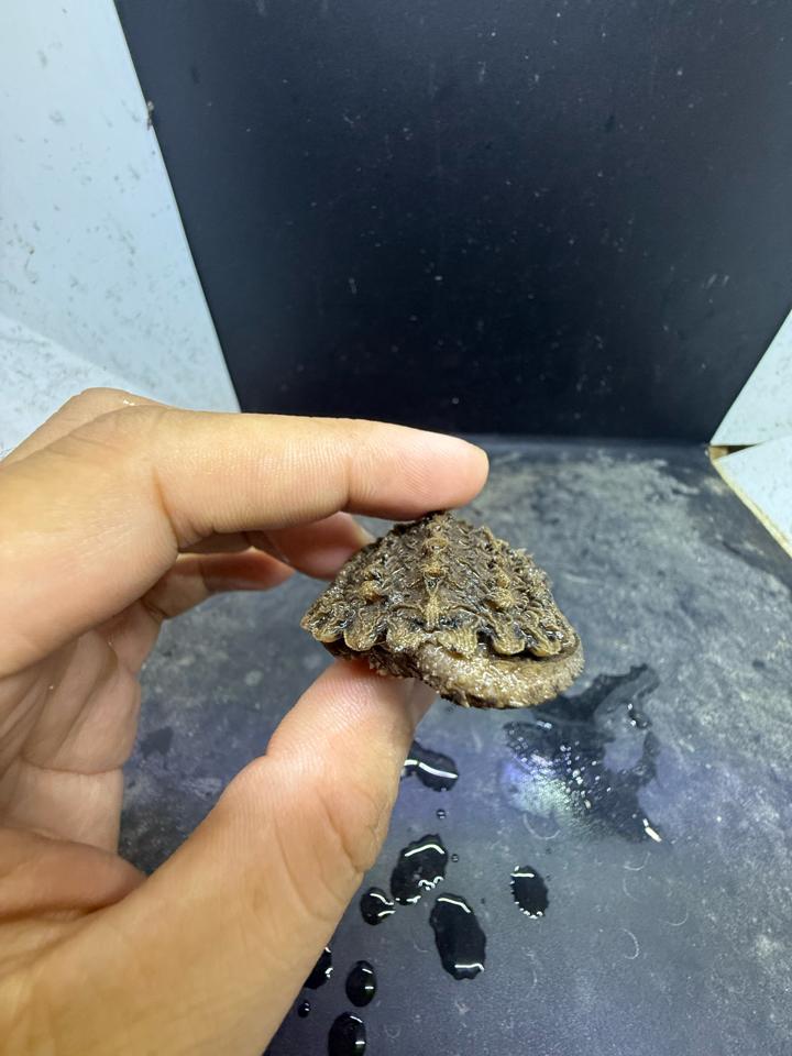 Ali size 4, rìa 3:4, full râu móng đuôi-duoc-ban-tai-Thế Giới Rùa Cảnh