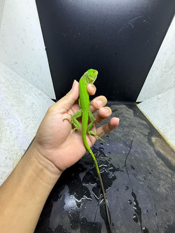 Iguana green size 3x-duoc-ban-tai-Thế Giới Rùa Cảnh