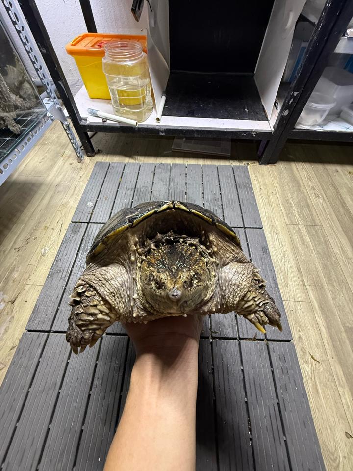 Comxflo gen trội, mai tàu ngầm, size 25, cái sinh sản, mòn đuôi nhẹ-duoc-ban-tai-Thế Giới Rùa Cảnh