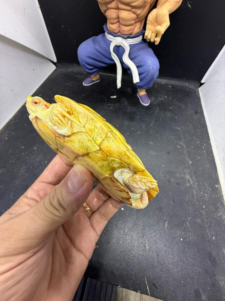 Tai đỏ albino đực size 10, full nét-duoc-ban-tai-Thế Giới Rùa Cảnh