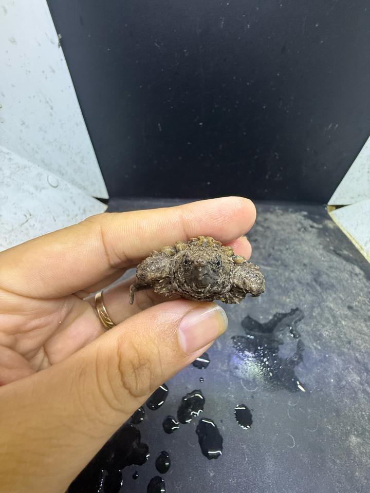 Ali size 4, rìa 3:4, full râu móng đuôi-duoc-ban-tai-Thế Giới Rùa Cảnh