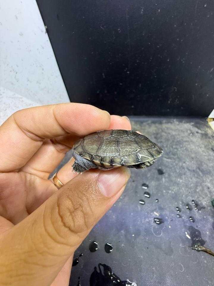 Mũ bảo hiểm size 4-5-duoc-ban-tai-Thế Giới Rùa Cảnh