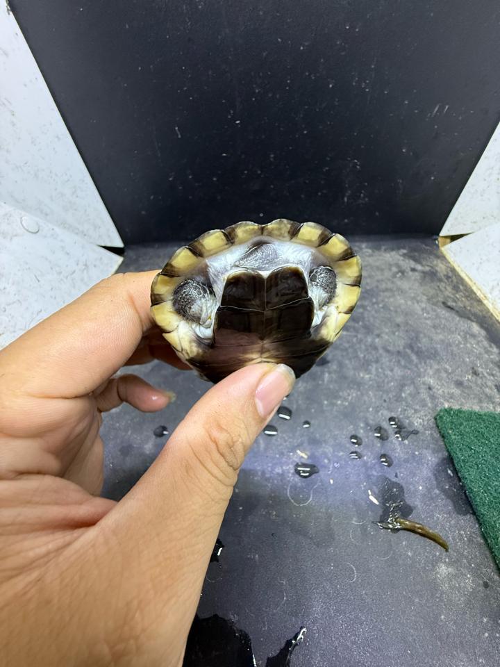 Mũ bảo hiểm size 7-8-duoc-ban-tai-Thế Giới Rùa Cảnh