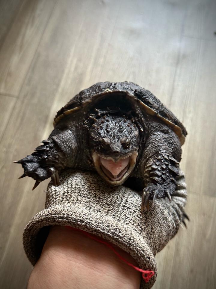 Florida size 14, mặt rắn, gai dài, full nét-duoc-ban-tai-Thế Giới Rùa Cảnh