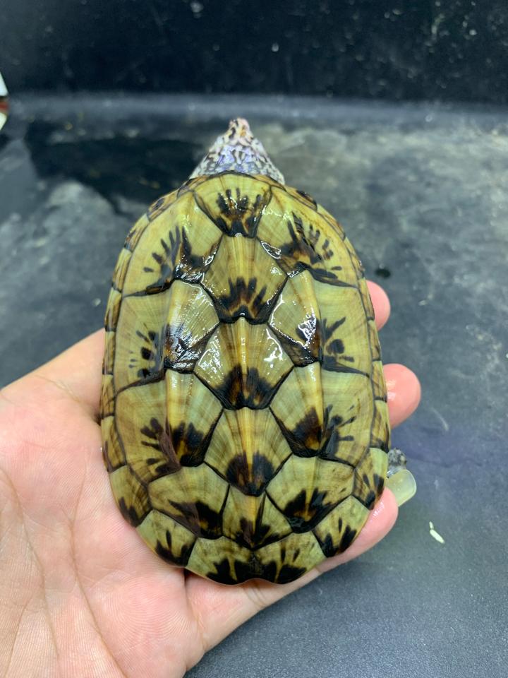 MS1: Mexican giant musk size 11-duoc-ban-tai-Thế Giới Rùa Cảnh
