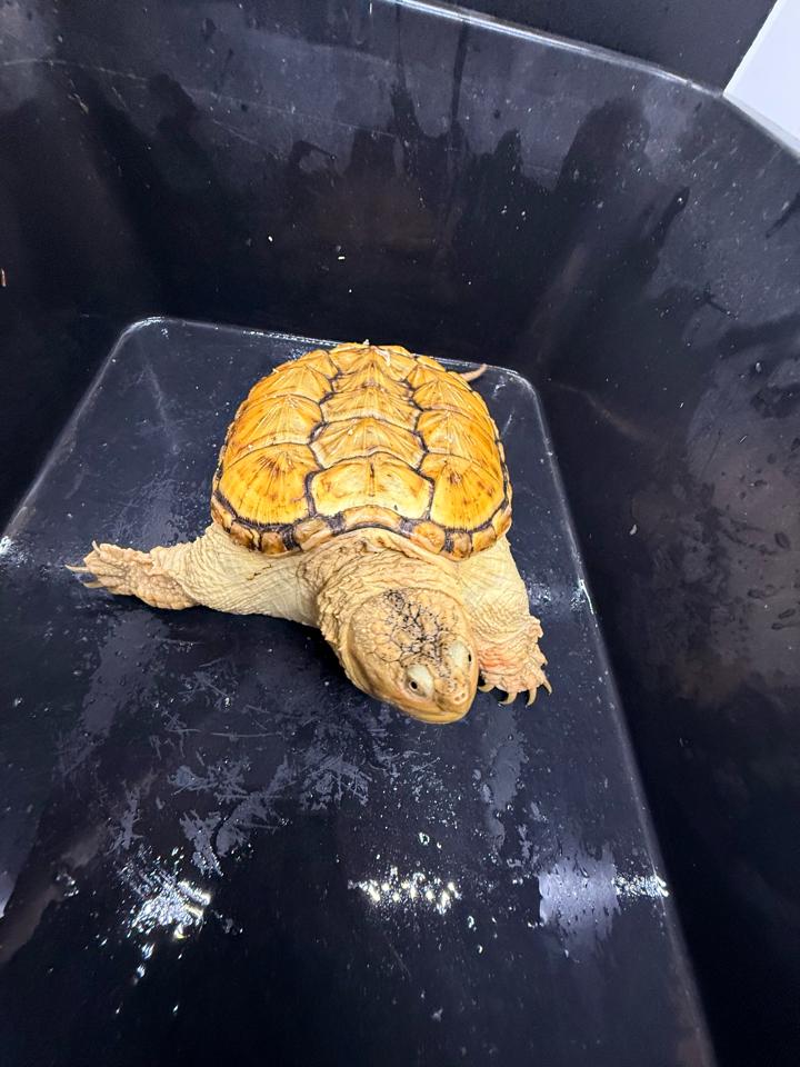 Hypo VIP size 15, full nét-duoc-ban-tai-Thế Giới Rùa Cảnh