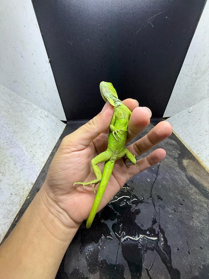 Iguana green size 3x-duoc-ban-tai-Thế Giới Rùa Cảnh