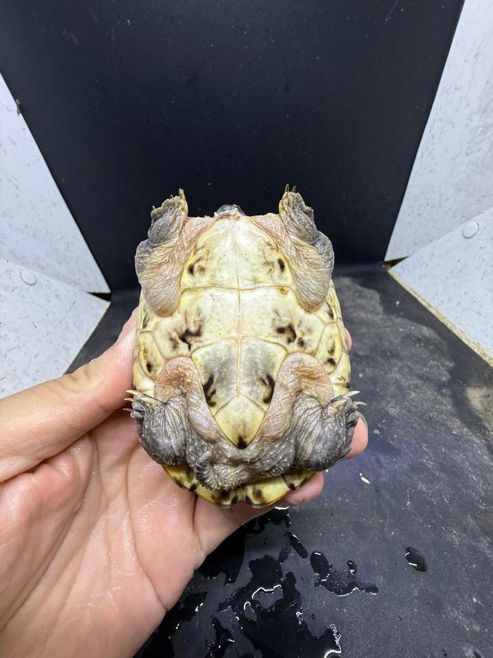 Mexican giant musk size 8, mẻ tí mép mỏ, siêu rẻ-duoc-ban-tai-Thế Giới Rùa Cảnh